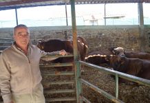 Don Albino, el sacerdote ganadero de Cenero: “La base de un cebadero para que sea rentable está en la genética, la sanidad, el manejo y el pienso”