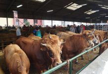 El Mercaón de Cabañaquinta, una feria de ganado de calidad
