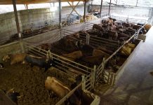 Datos del Centro de Cebo Experimental de Cibuyo, determinantes para la rentabilidad de los ganaderos