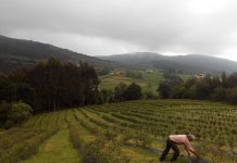 Jesús Atienza, agricultor de arándanos: “Picos de Europa Berries a pleno rendimiento comercializará 300.000 kilos de arándano”