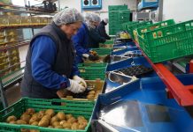 “La Isla tiene los mejores kiwis del mundo”