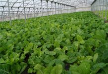 “La promoción de los productos autóctonos es determinante para la agricultura y ganadería”