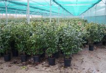 La camelia, la reina del invierno