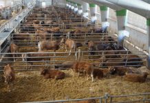 Rubén Fernández: “El futuro de la Ternera Asturiana para regular la producción debería funcionar a través de cebaderos”