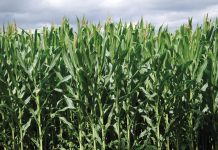 El programa ‘PROFER’ de Campoastur asesora sobre fertilización eficiente