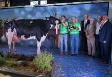 Koketa, de Ganadería Badiola, gran campeona de Asturias