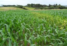 La siembra de maíz se podrá adelantar 15 días a partir del 1 de mayo de 2018