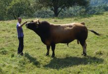 Ganadería Abel Fdez., de Las Caldas: “Para que los animales lleguen en condiciones óptimas a concurso hay que dedicarles tiempo”