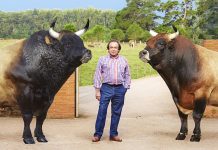 “Los animales necesitan preparación para llegar al concurso en un buen momento de forma”