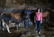 “Al Concurso de Llanera viene el mejor ganado de Asturias”