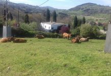 La alimentación en vacas nodrizas en régimen extensivo