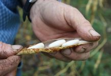 La agricultura como medio de vida