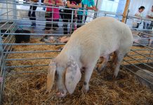 Desarrollo Rural aprueba el uso de la marca 100% Raza Autóctona Gochu Asturcelta