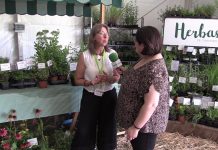 Herbas de Caaveiro apuesta por las plantas ecológicas