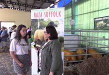 Entrevista a Andrea García, presidenta de la Asociación Nacional de Criadores de Ovejas de raza Suffolk