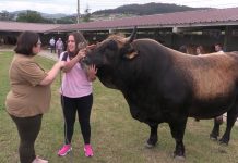 Entrevista a Inés Suárez, de Ganadería Suárez de Tuilla (Langreo)