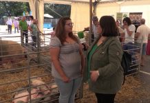 Entrevista a Lara Suárez, criadora de Gochu Asturcelta