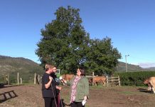 Entrevista a Aida Vega y Tere Meana de Ganadería El Llosón SC de Aveno (Siero)