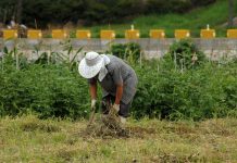 Comienza el Decenio de la Agricultura Familiar, con la mujer como protagonista