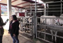 Entrevista a Pilar López, ganadera de San Cosme (Cudillero)