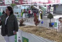 Entrevista a Luisa Pardo, criadora de pita pinta, de Tablizo (Valdés)