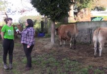 Entrevista a Belén López Antón, joven ganadera de Posada de Llanera