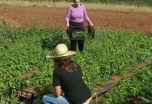 Abierta la convocatoria de los Premios de Excelencia a la Innovación para Mujeres Rurales