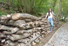 El shiitake germina en Grado