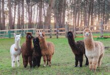 Una granja atípica en un pequeño enclave de Tapia de Casariego
