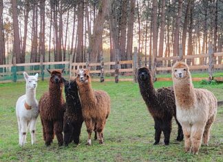 Una granja atípica en un pequeño enclave de Tapia de Casariego