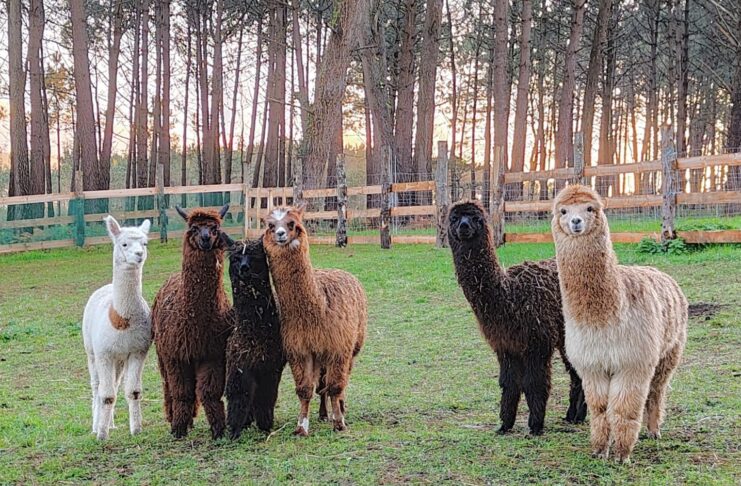 Una granja atípica en un pequeño enclave de Tapia de Casariego